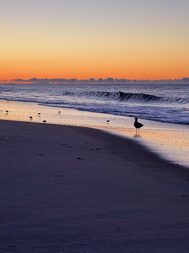 Matthias Maier | Birds before sunrise