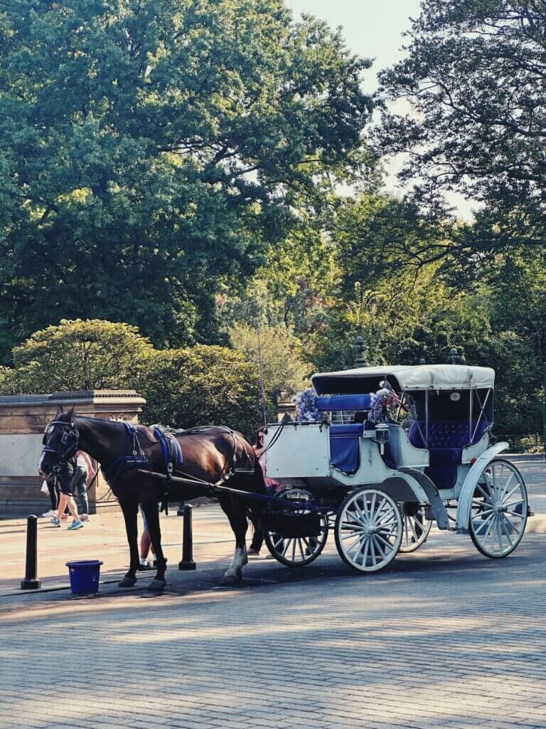 Matthias Maier | Central Park entertainment