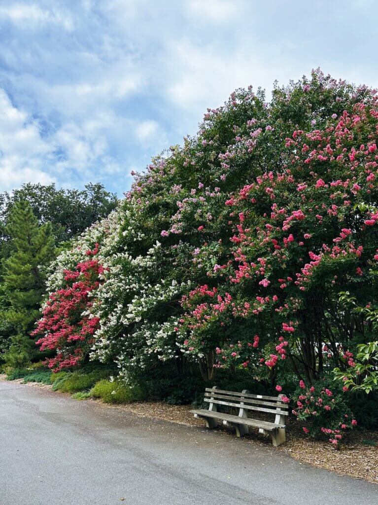 Matthias Maier | Crape Myrtles