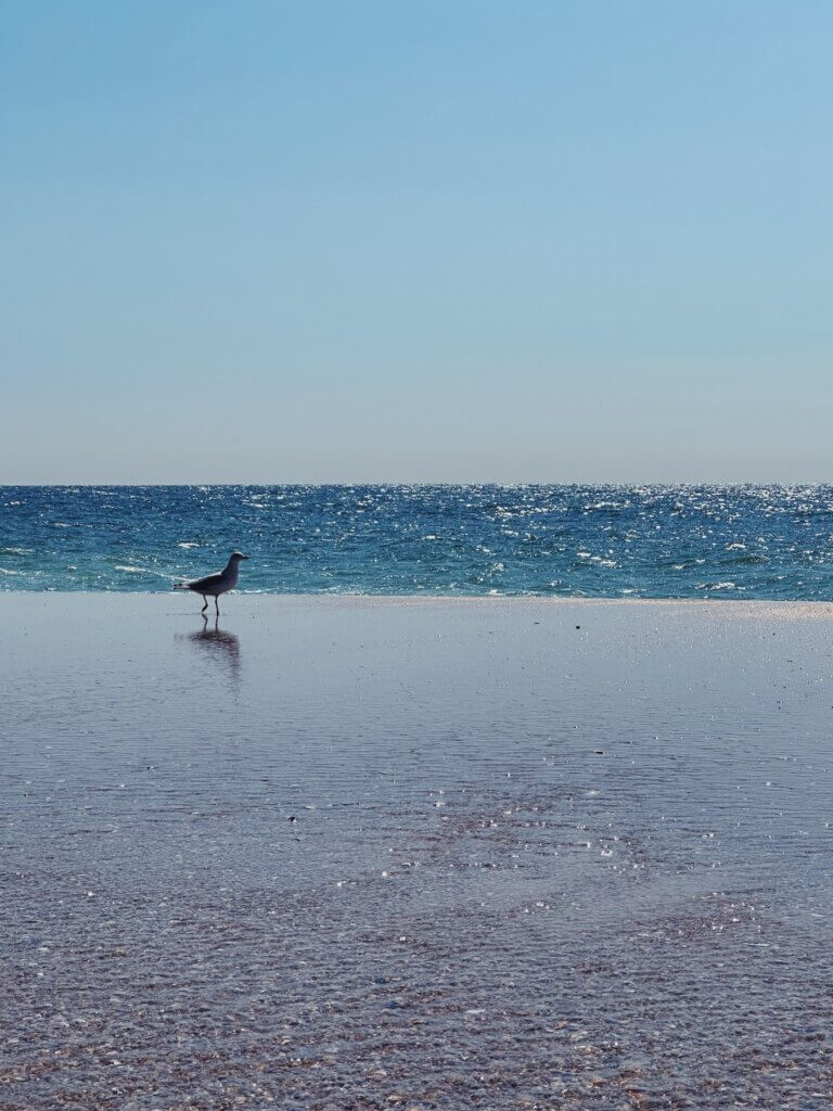 Matthias Maier | Hungry seagull