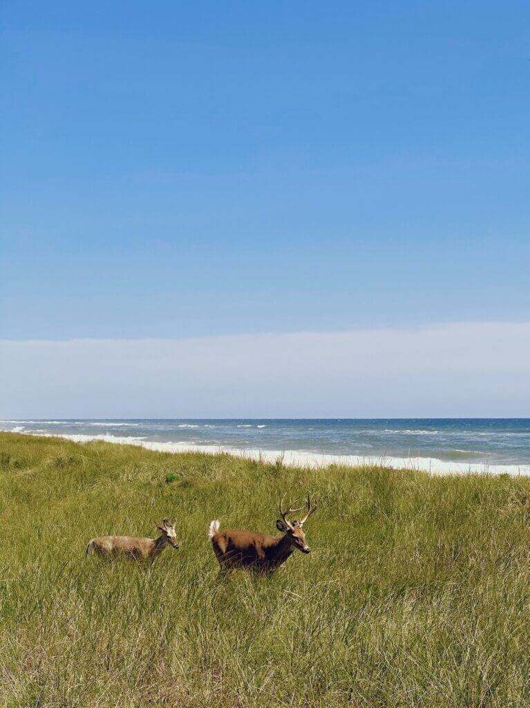 Matthias Maier | Dears in the dunes