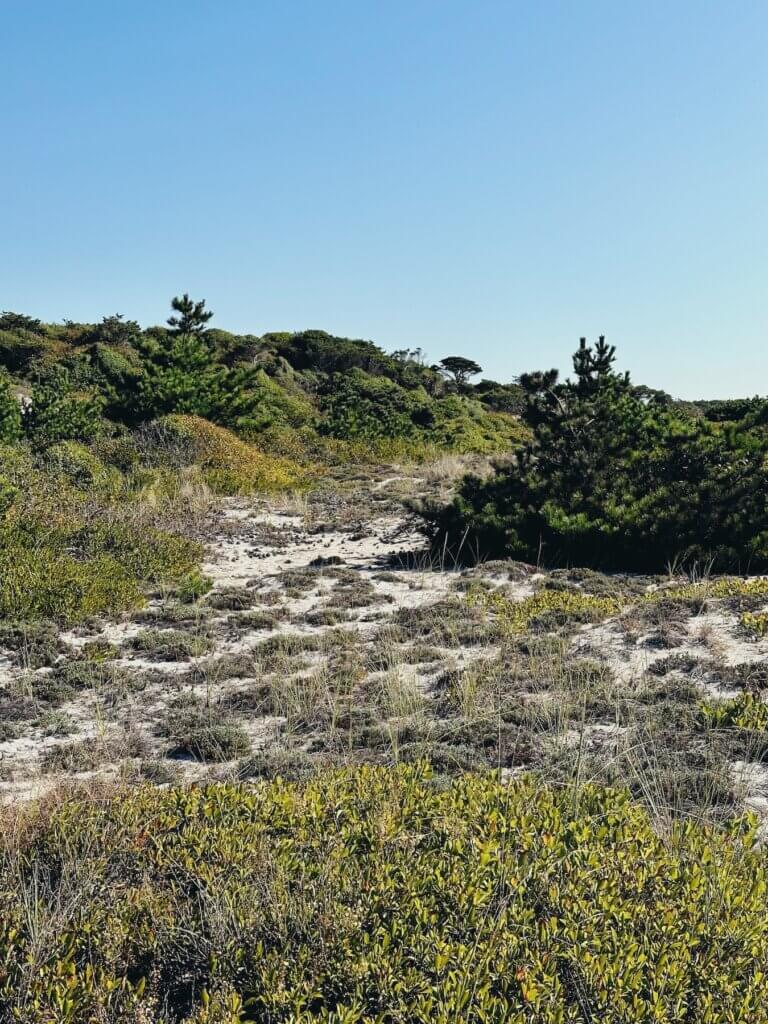 Matthias Maier | Dunes