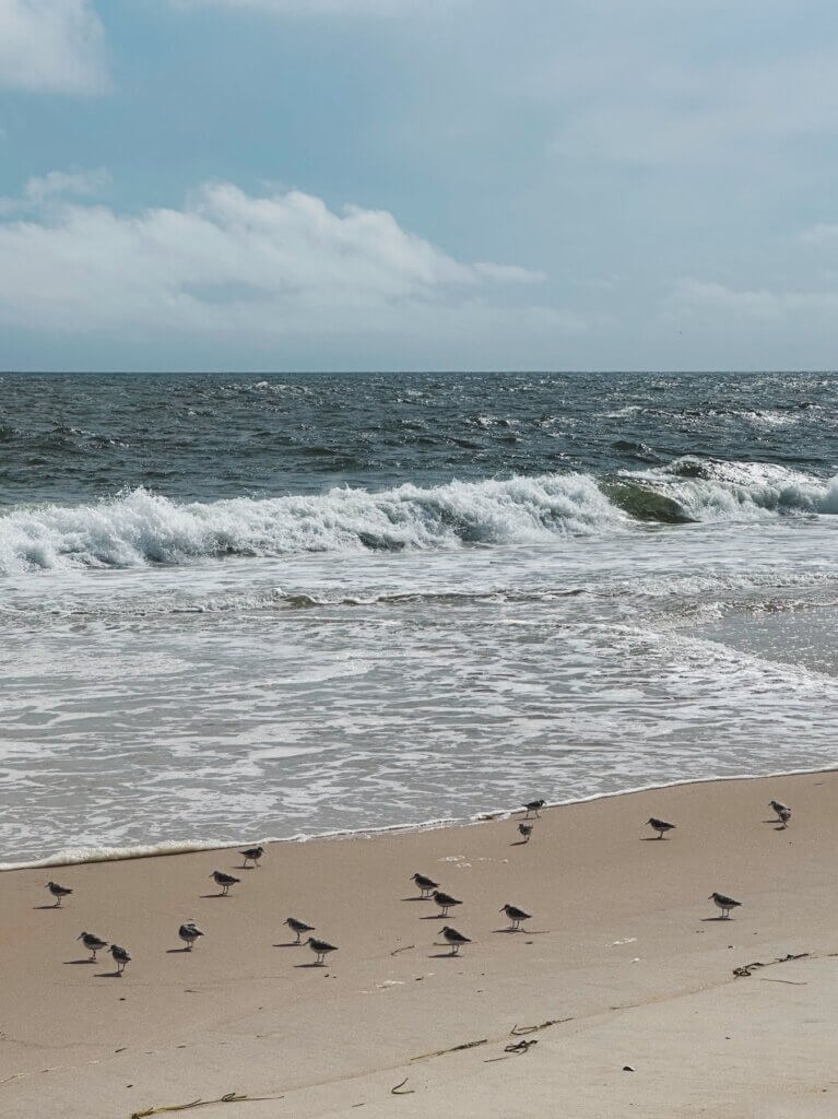 Matthias Maier | Sanderlings