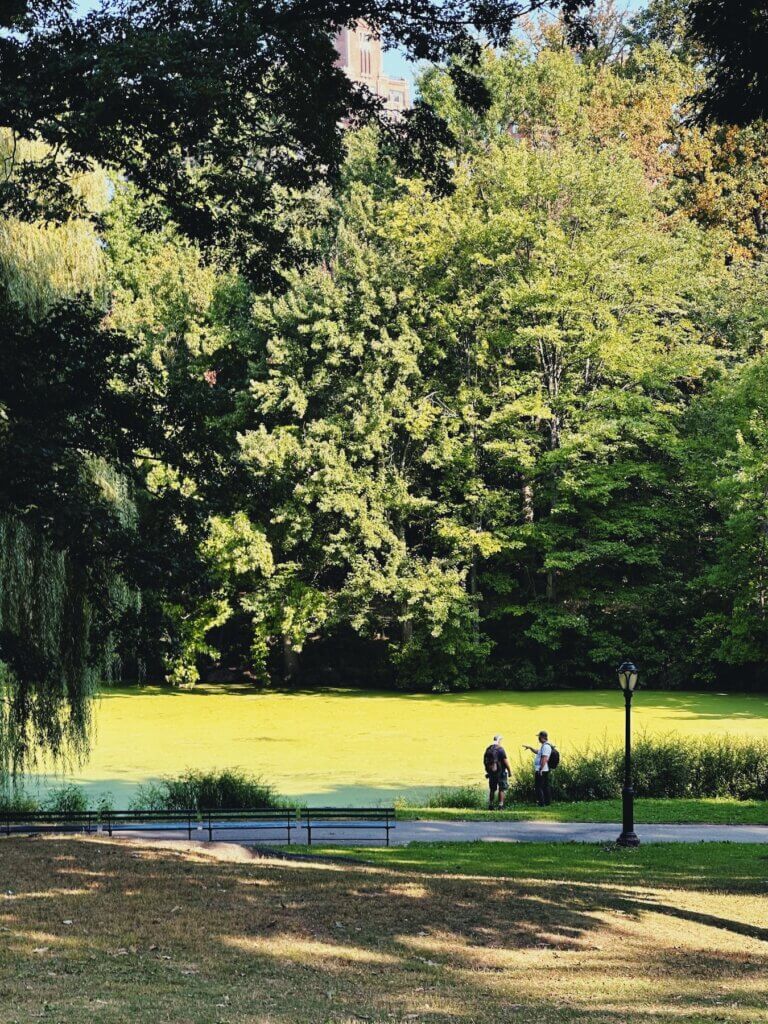 Matthias Maier | The green covered Pool