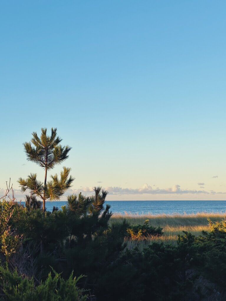 Matthias Maier | Dune pines