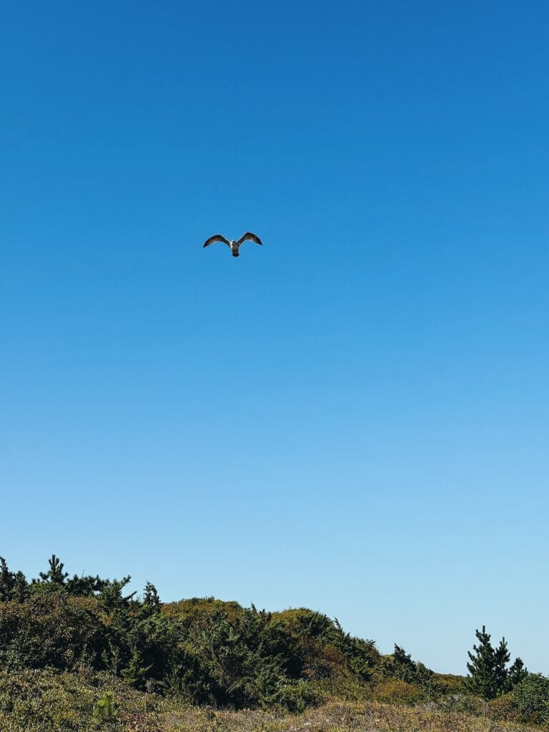 Matthias Maier | Seagull