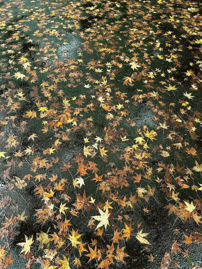 Matthias Maier | Falling leaves