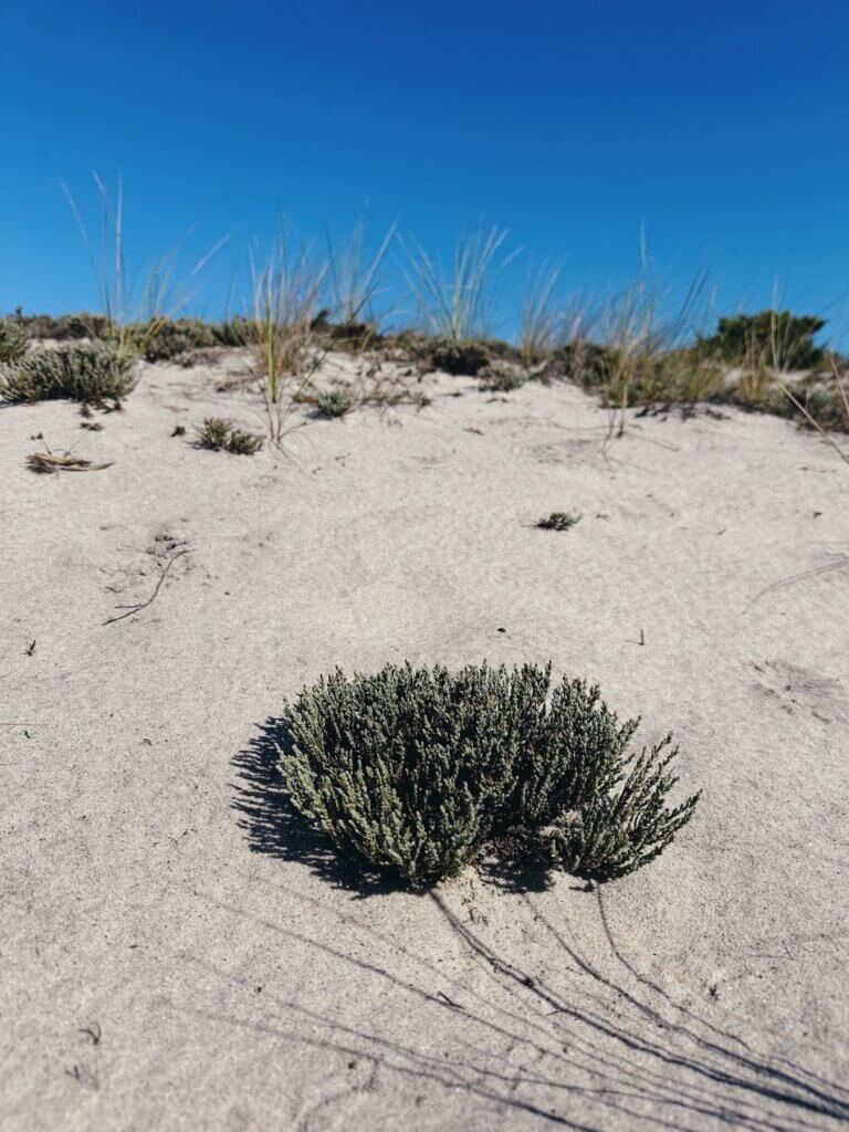 Matthias Maier | Glasswort plant