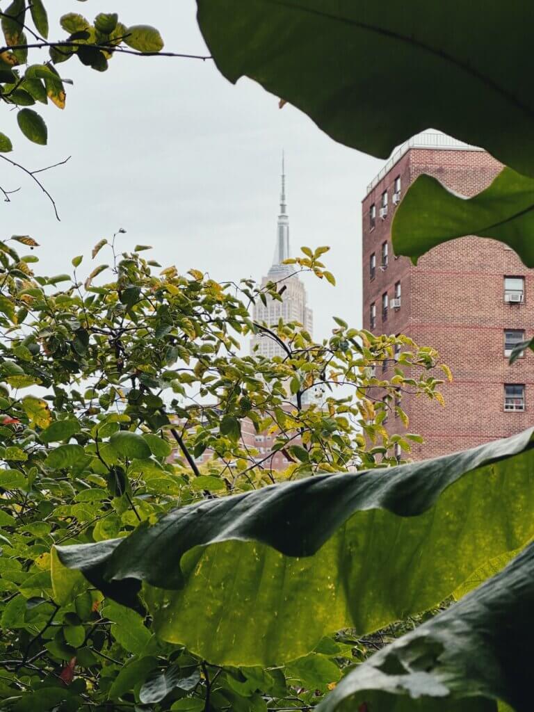 Matthias Maier | Through the leaves