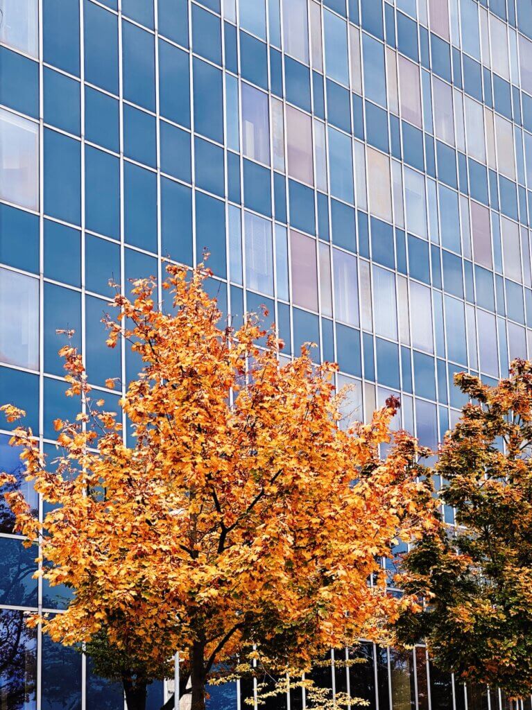 Matthias Maier | Glass façade and fall tree