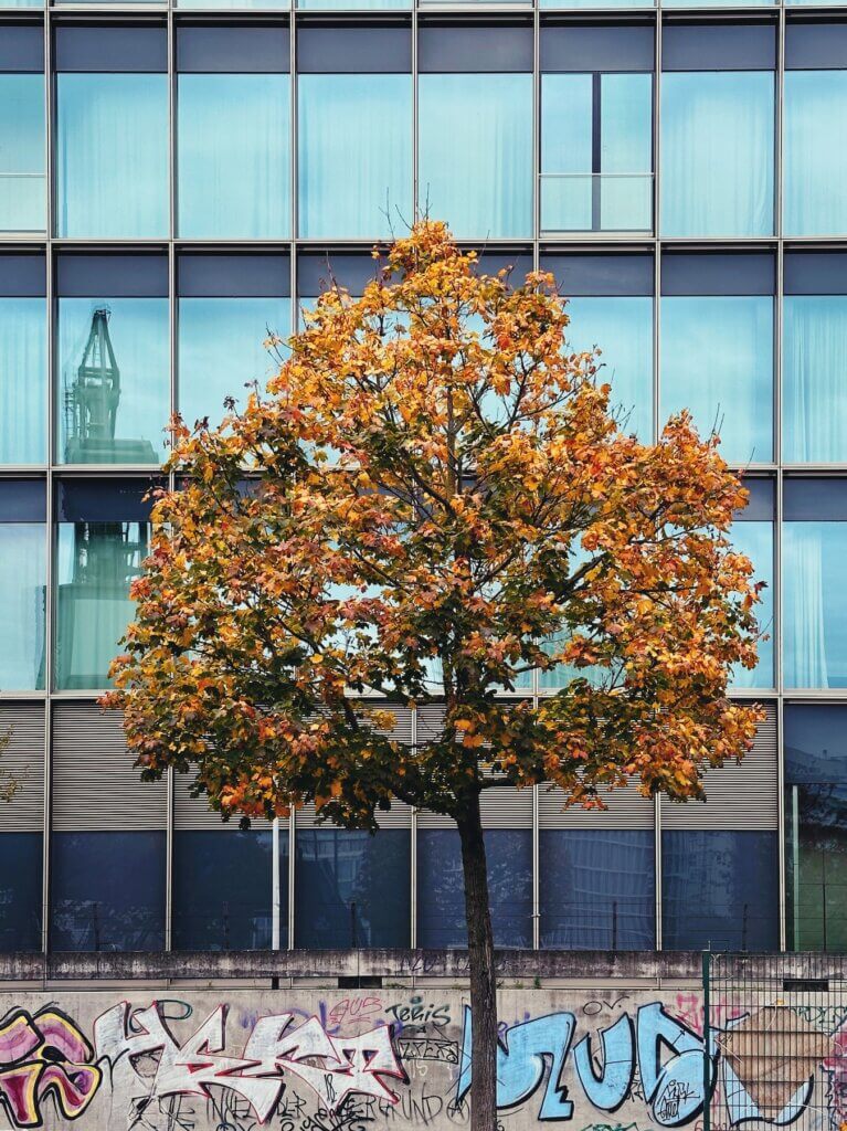 Matthias Maier | Yellow tree and glass