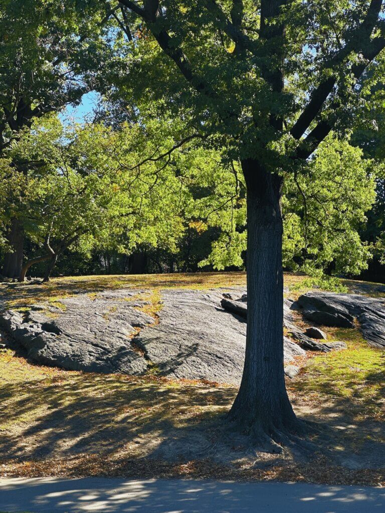 Matthias Maier | Central Park fall scene