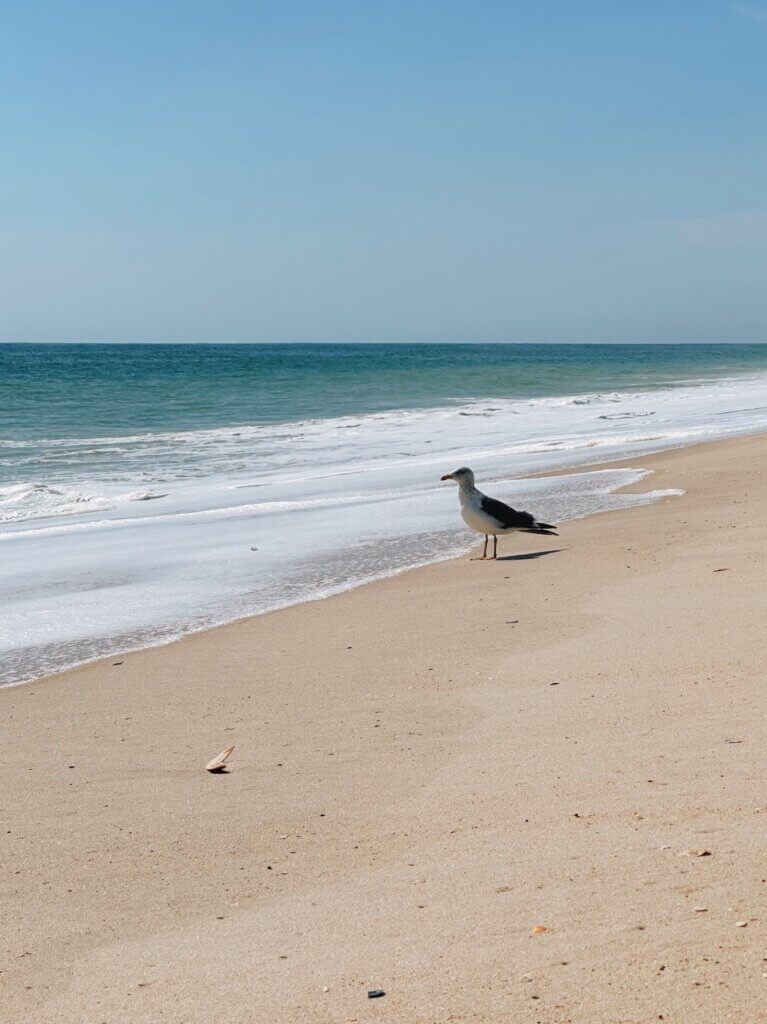 Matthias Maier | The ocean watcher