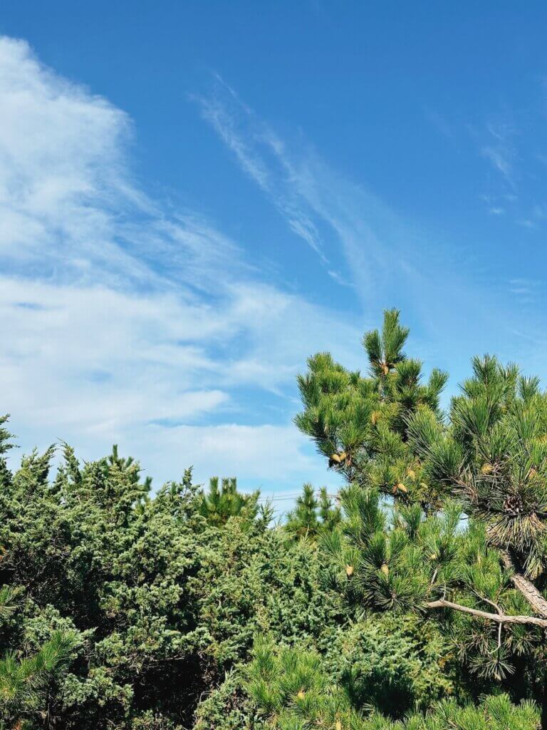 Matthias Maier | Island vegetation