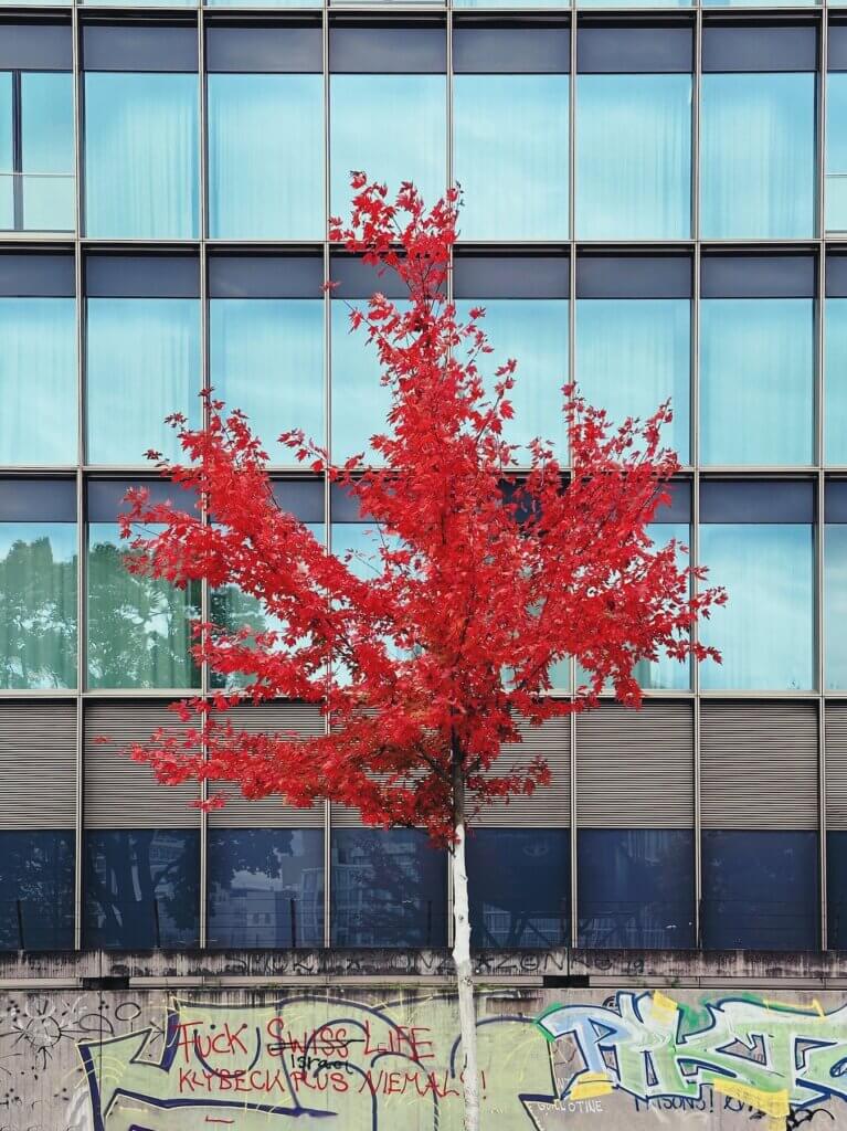 Matthias Maier | Red tree and glass