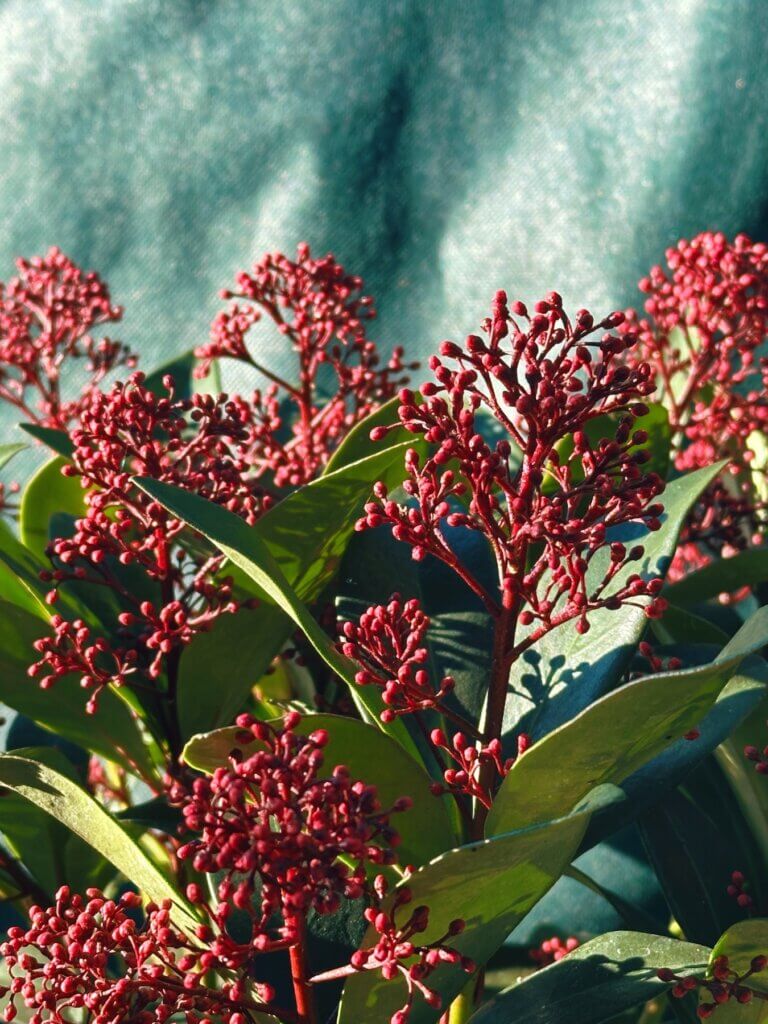 Matthias Maier | Japanese skimmia