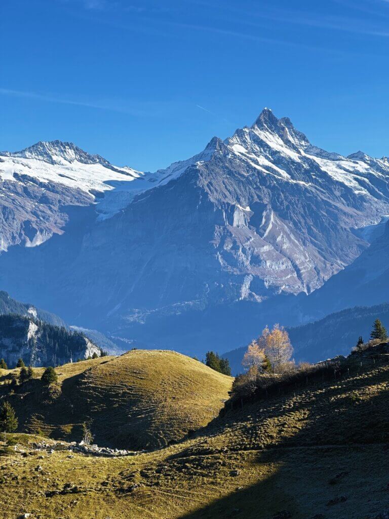 Matthias Maier | Larches