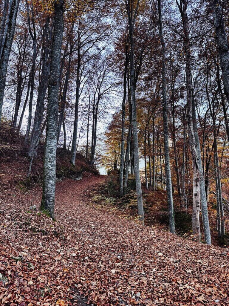 Matthias Maier | Beech forest