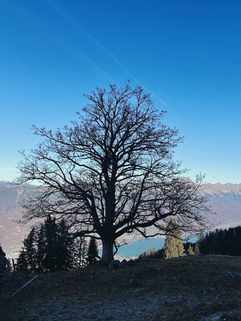 Matthias Maier | Tree silhouette