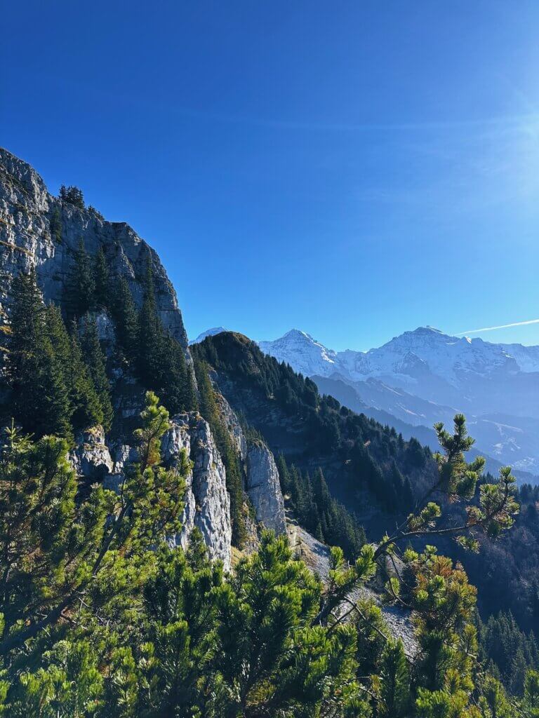 Matthias Maier | Alpine flora