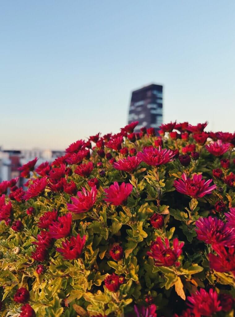 Matthias Maier | Chrysanthemums