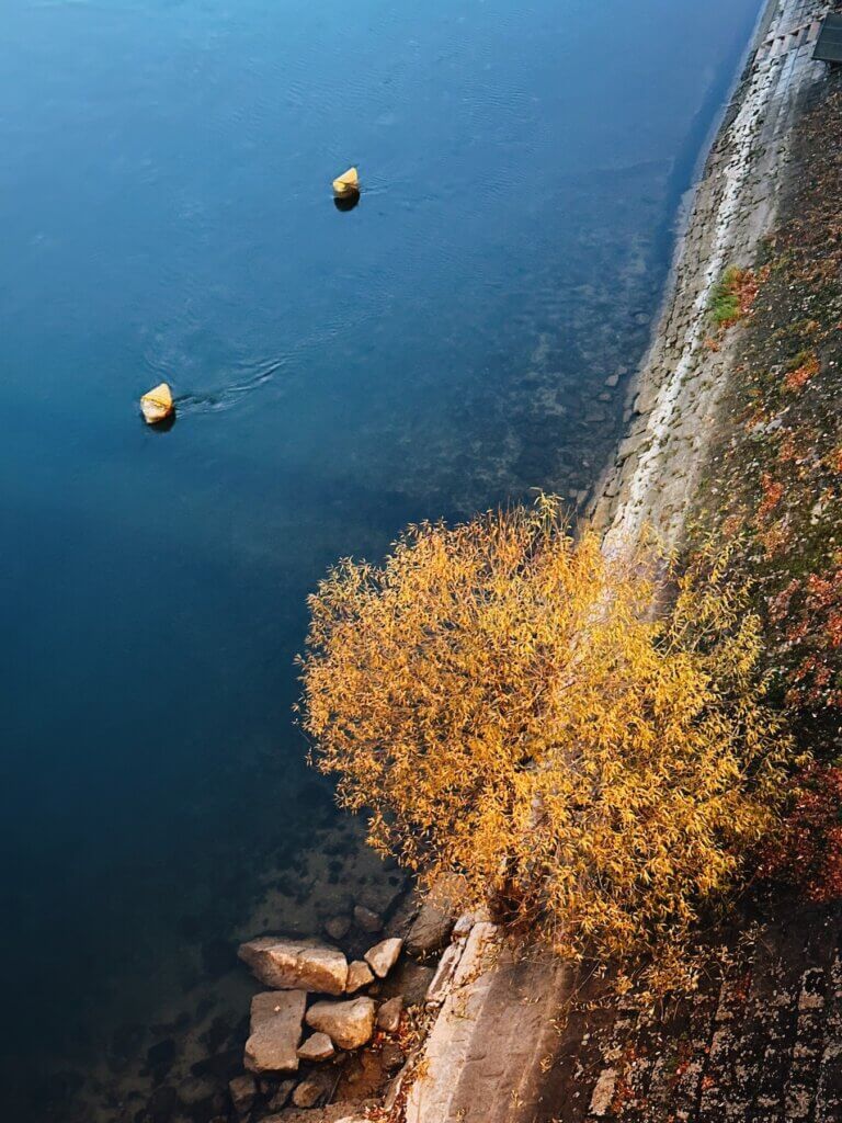 Matthias Maier | Yellow tree