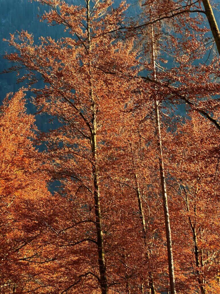 Matthias Maier | Beech fall foliage