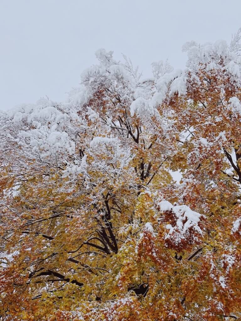 Matthias Maier | Snow covered fall