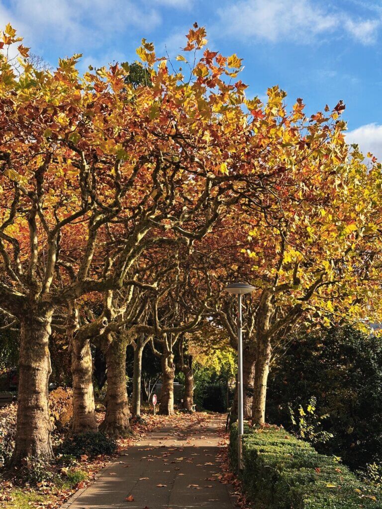 Matthias Maier | Plane trees with fall leaves