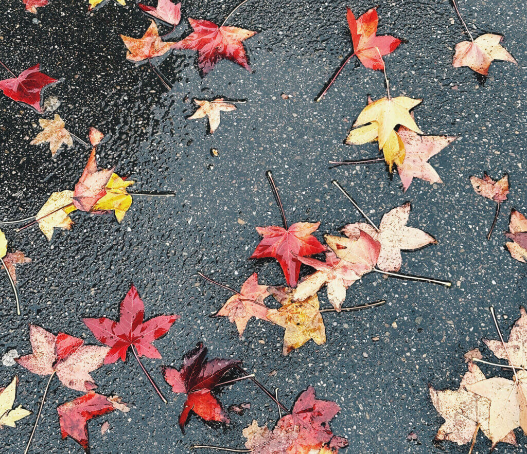 Matthias Maier | Stories | Week 48 2024 | Red leaves on the ground