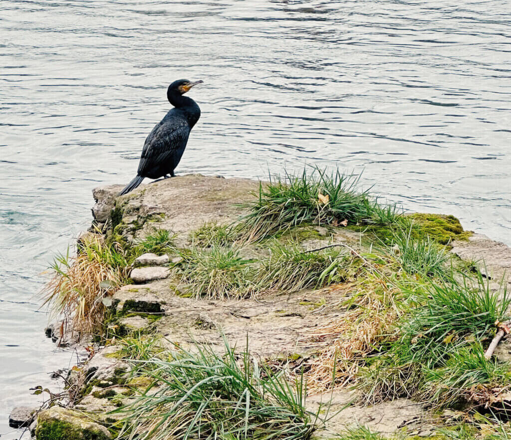 Matthias Maier | Stories | Week 49 2024 | Cormorant