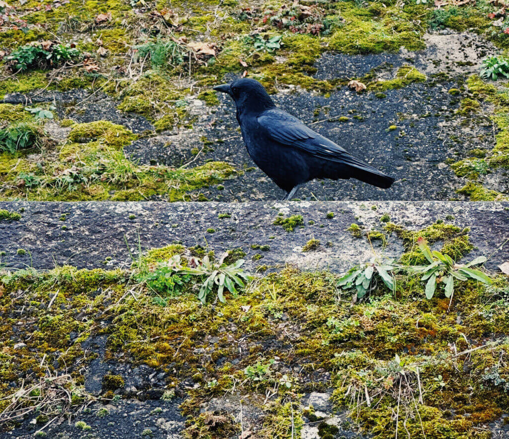 Matthias Maier | Stories | Week 49 2024 | Crow