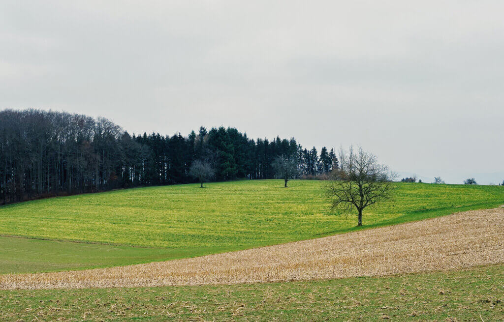 Matthias Maier | Stories | Week 50 2024 | Field structures