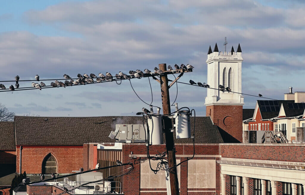 Matthias Maier | Stories | Week 52 2024 | Pigeon assembly