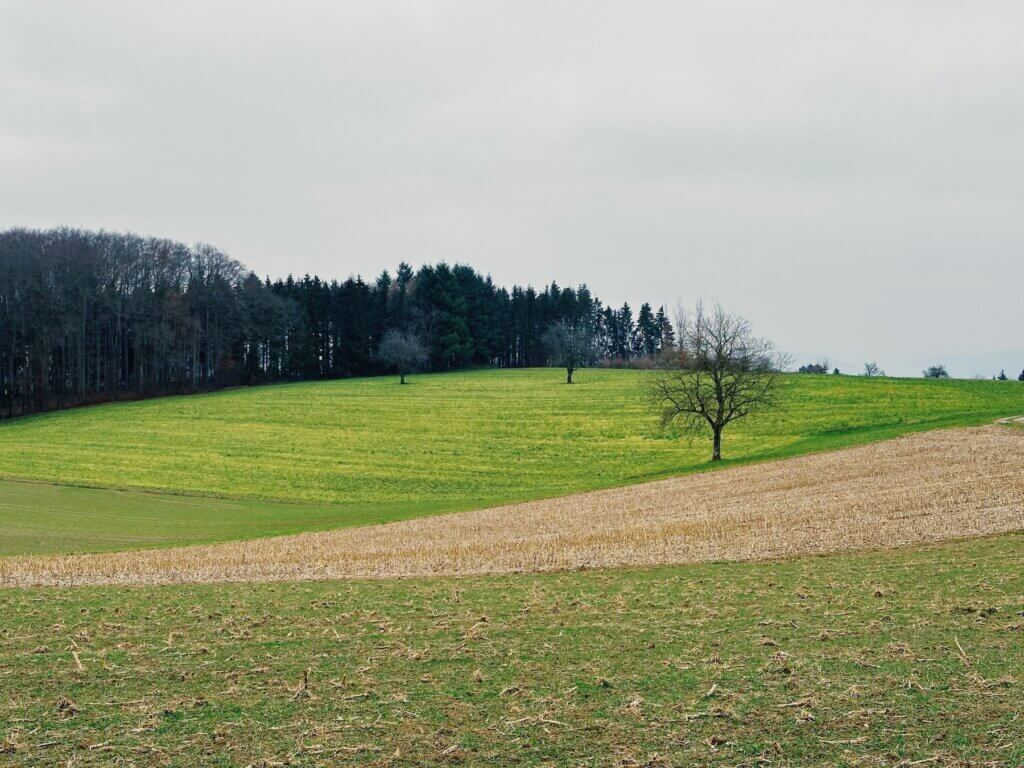 Matthias Maier | Field structures