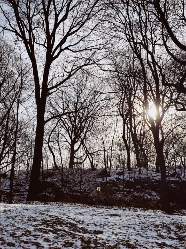 Matthias Maier | Central Park forest