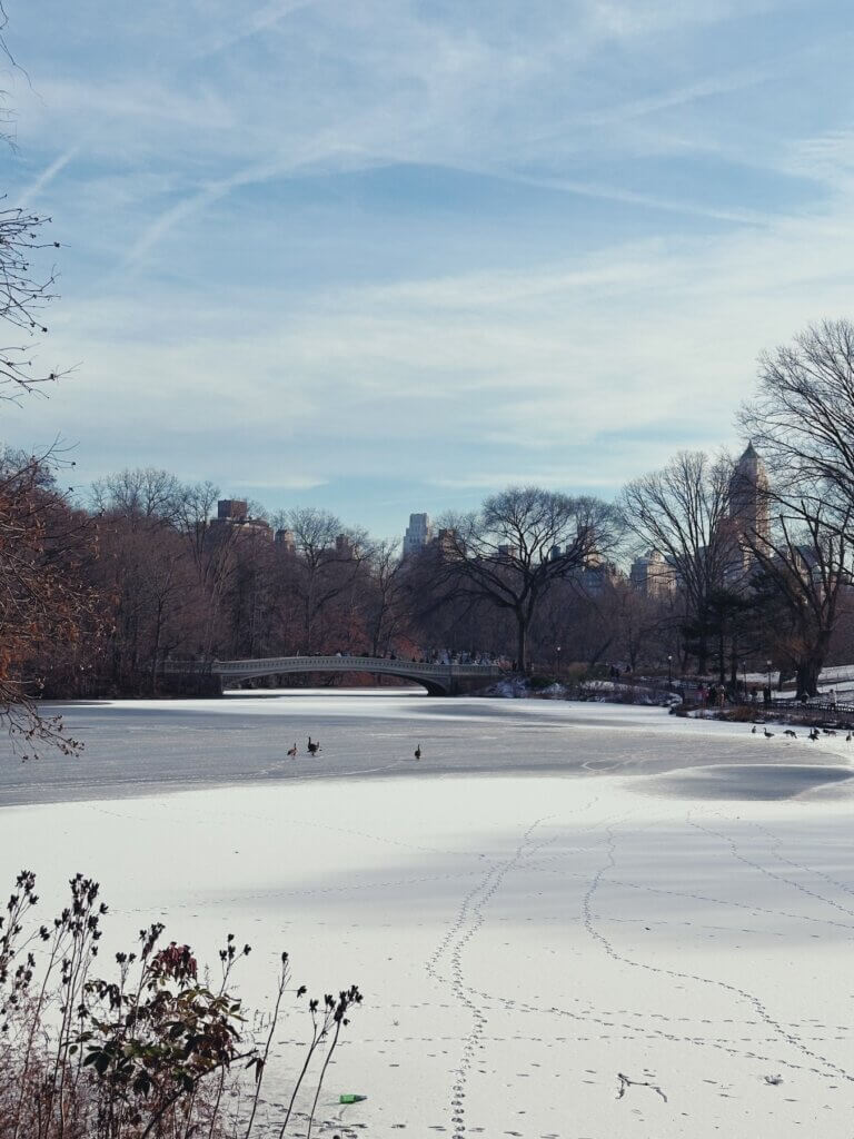 Matthias Maier | Geese on ice