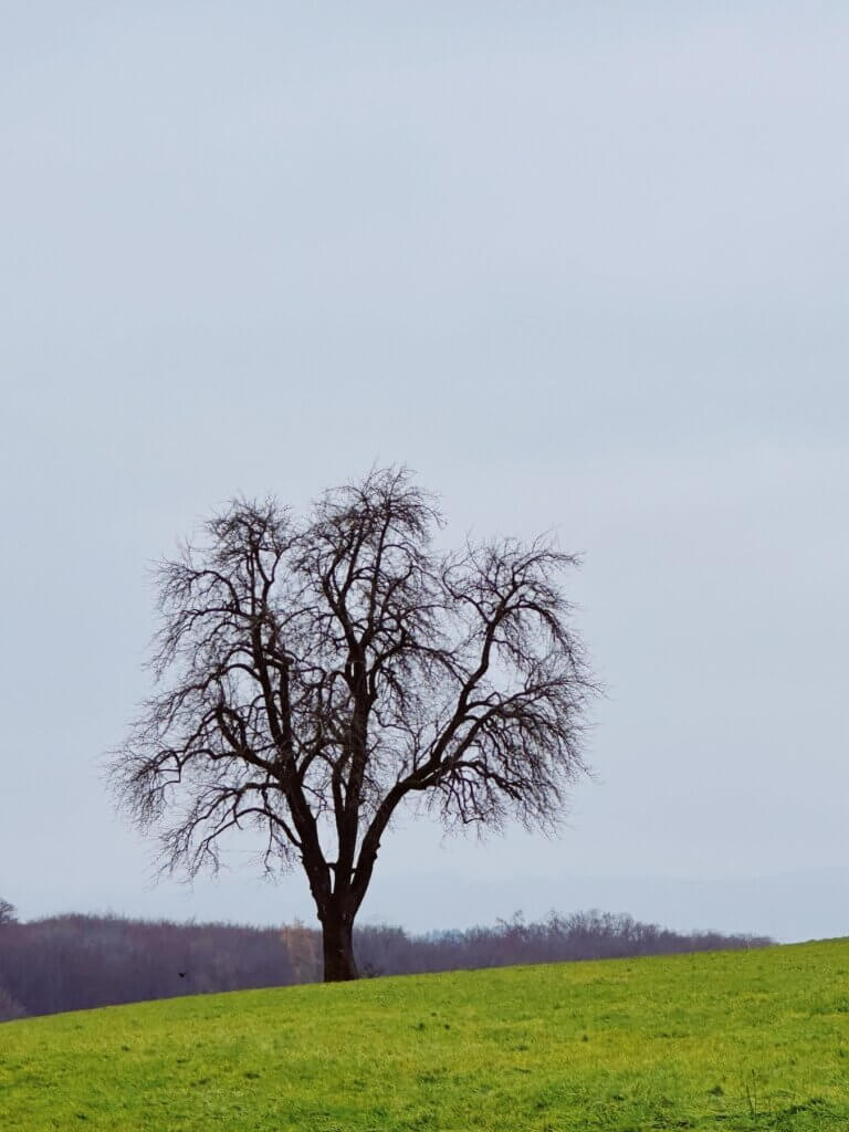 Matthias Maier | Pear tree