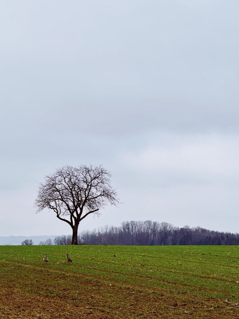 Matthias Maier | Wild geese