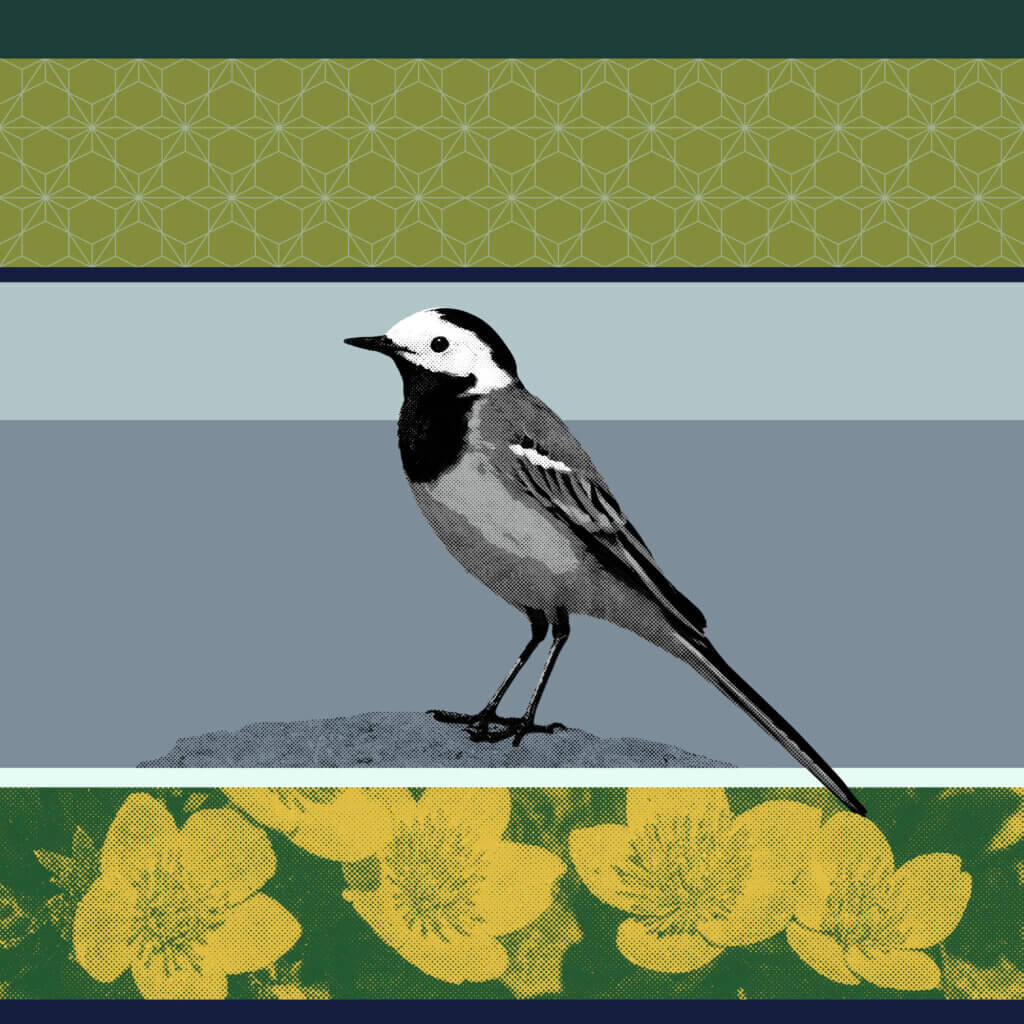 Matthias Maier | Stories | Week 02 2025 | The White Wagtail