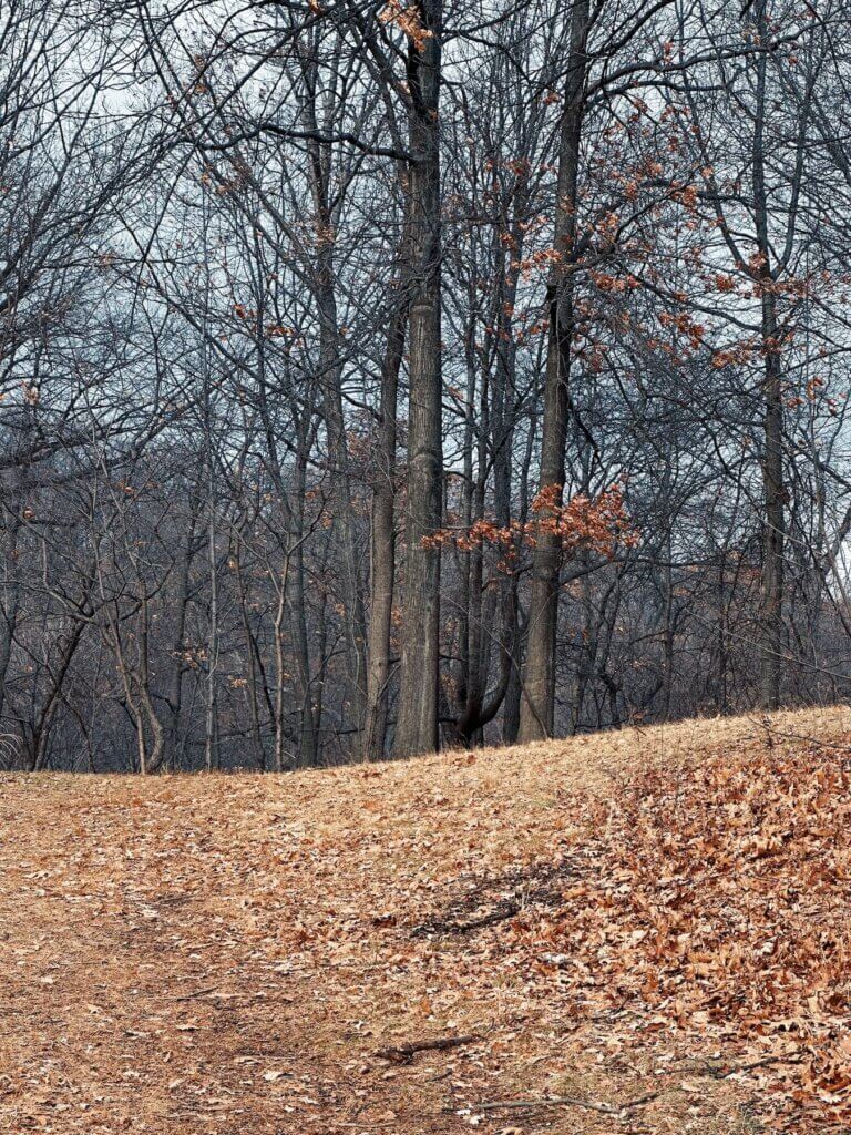 Matthias Maier | Great Hill Forest curve