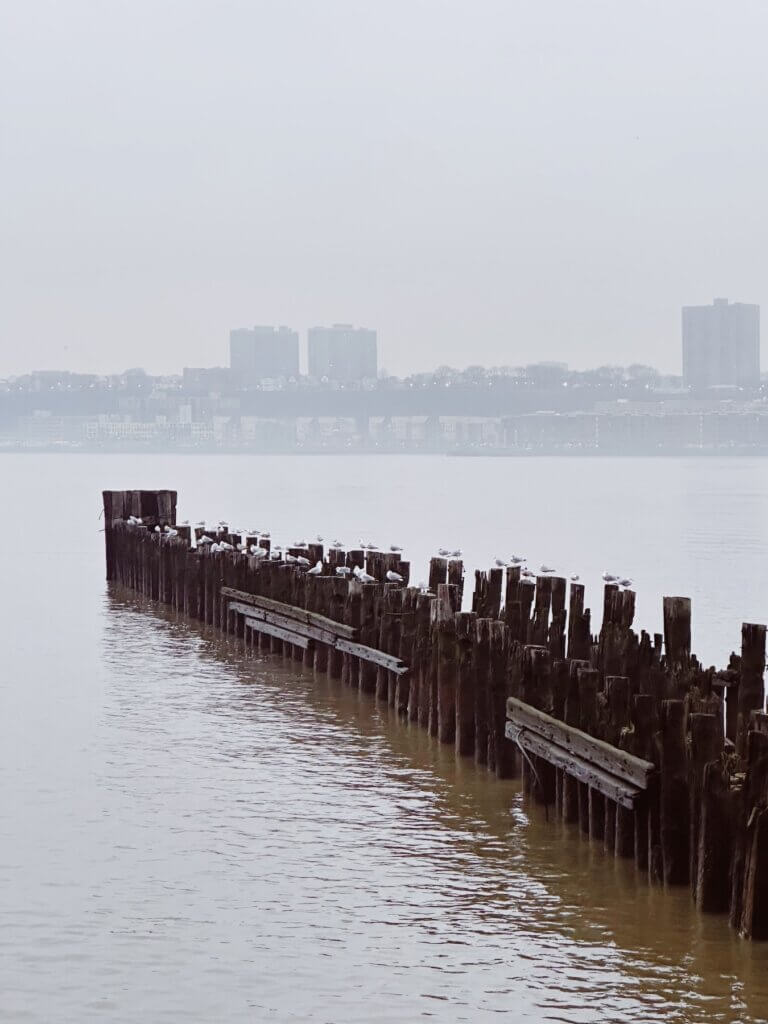 Matthias Maier | Resting Seagulls