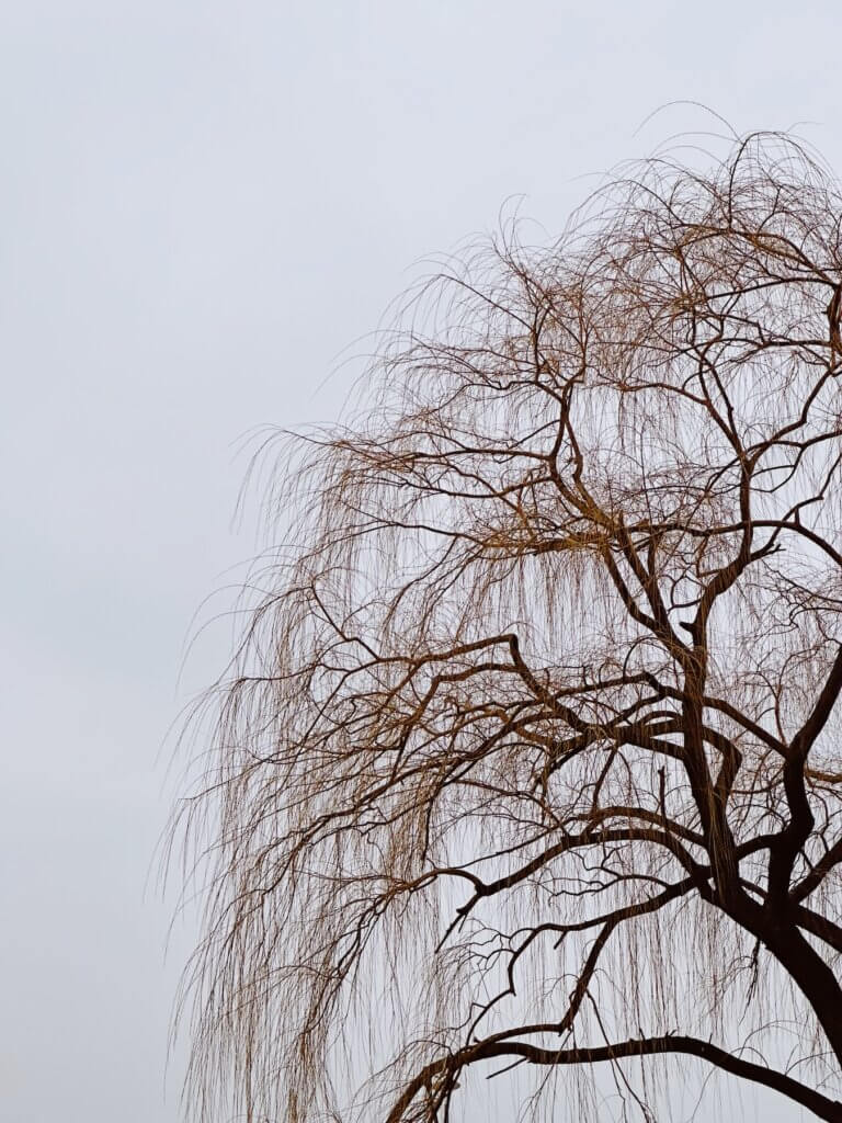 Matthias Maier | Willow