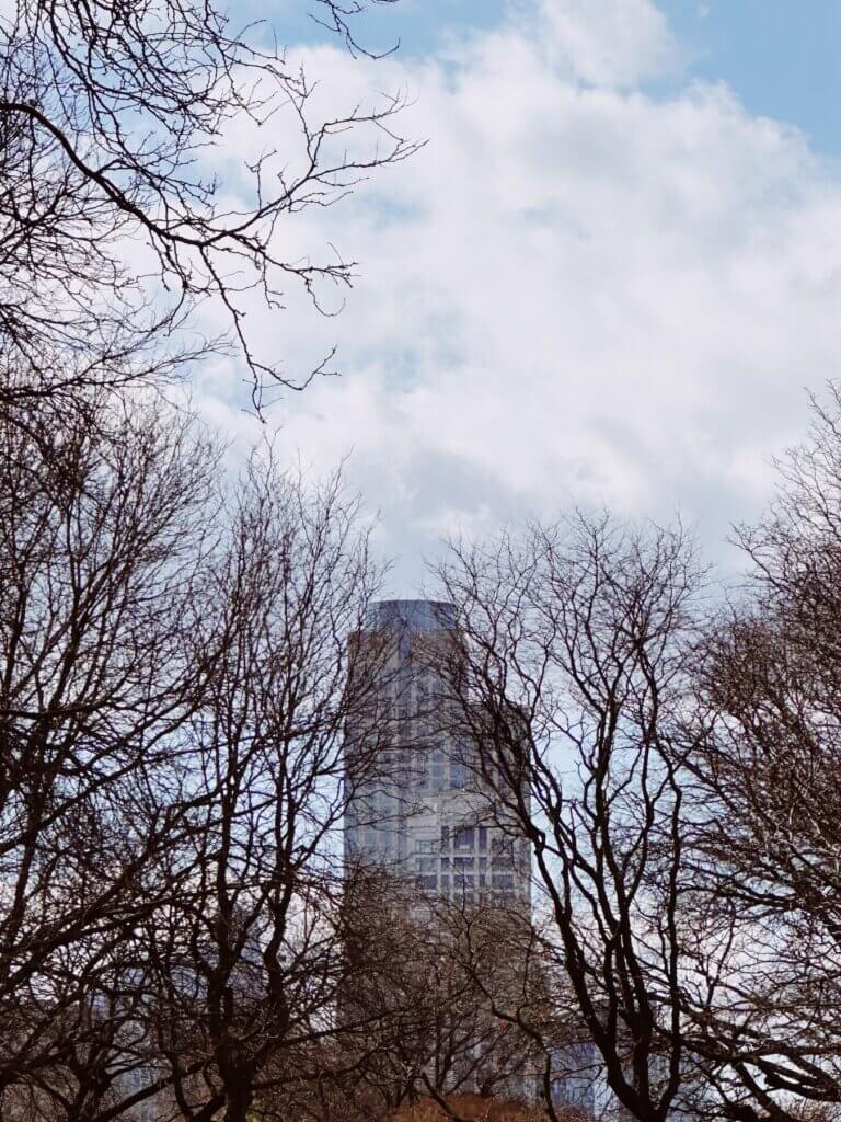 Matthias Maier | Riverside Park Trees