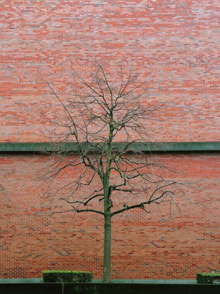 Matthias Maier | Tree and bricks