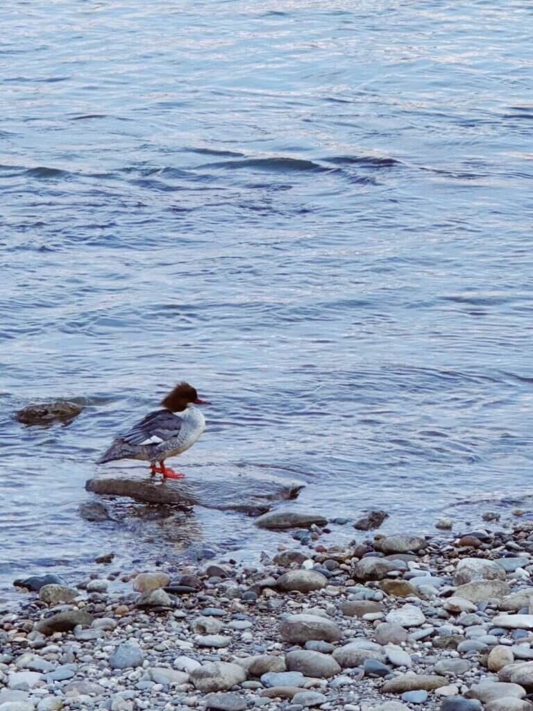 Matthias Maier | Goosander