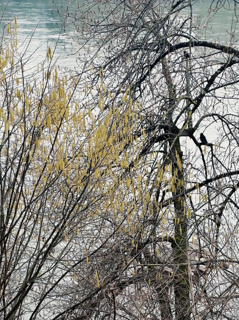 Matthias Maier | Hazelnut blossoms