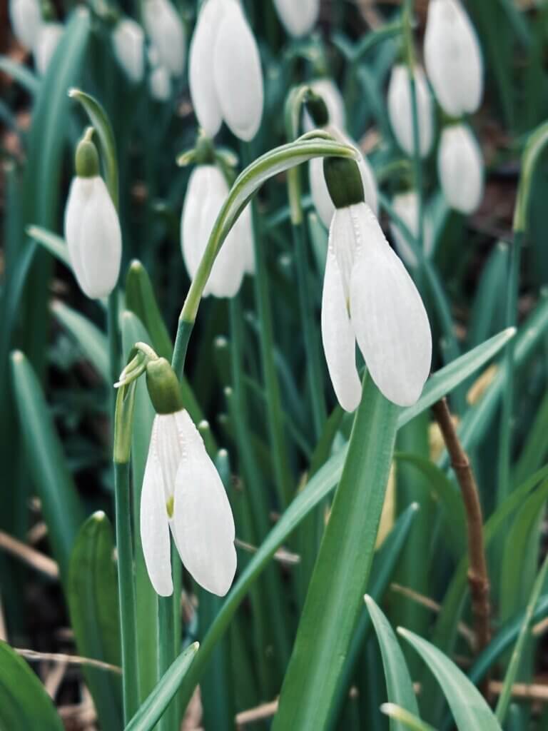 Matthias Maier | Wild snow drops