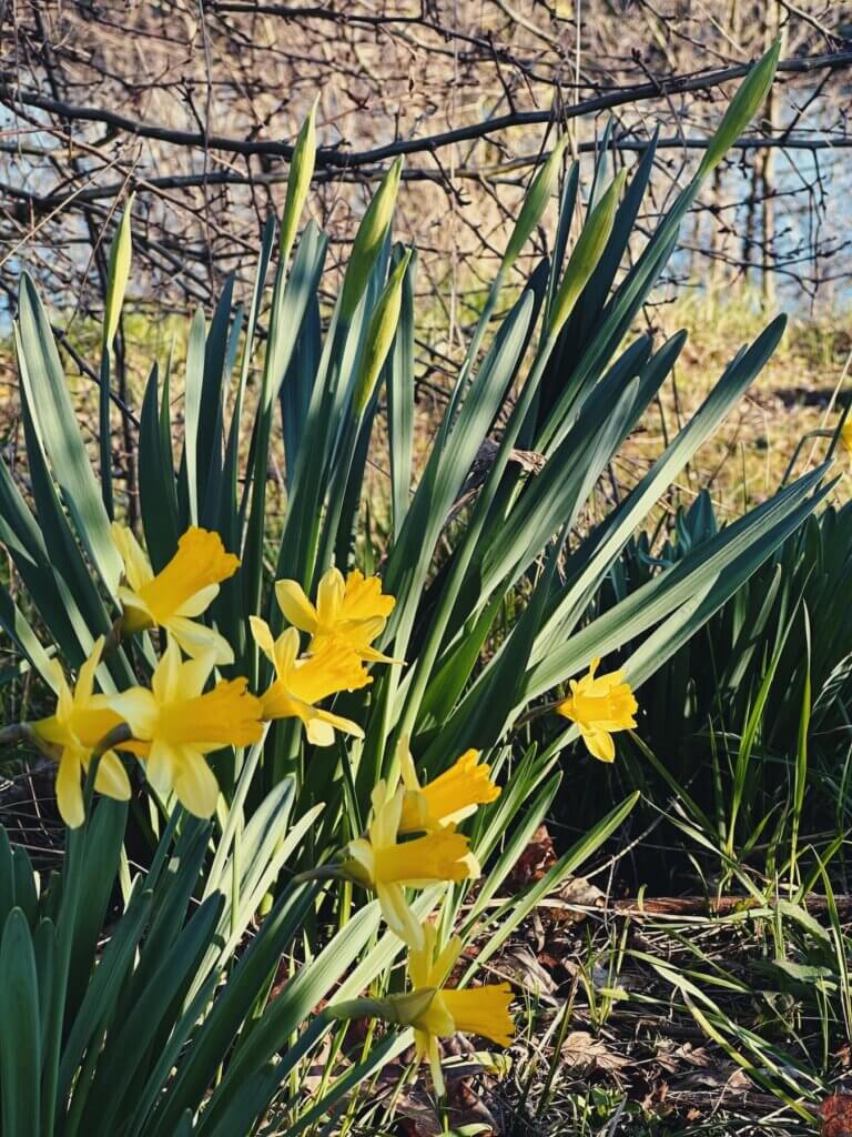 Matthias Maier | Wild daffodils