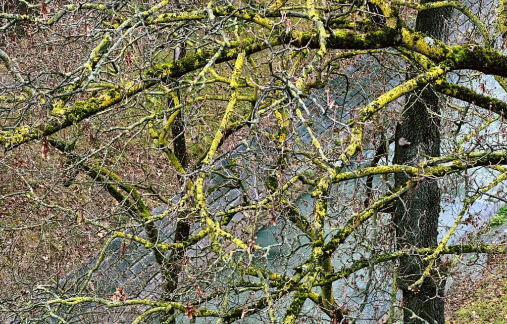 Matthias Maier | Stories | Week 09 2025 | Lichen on weathered branches
